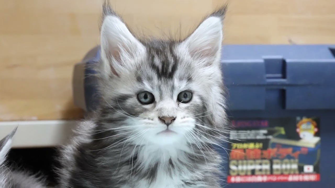 素晴らしいシルバーのメインクーン子猫