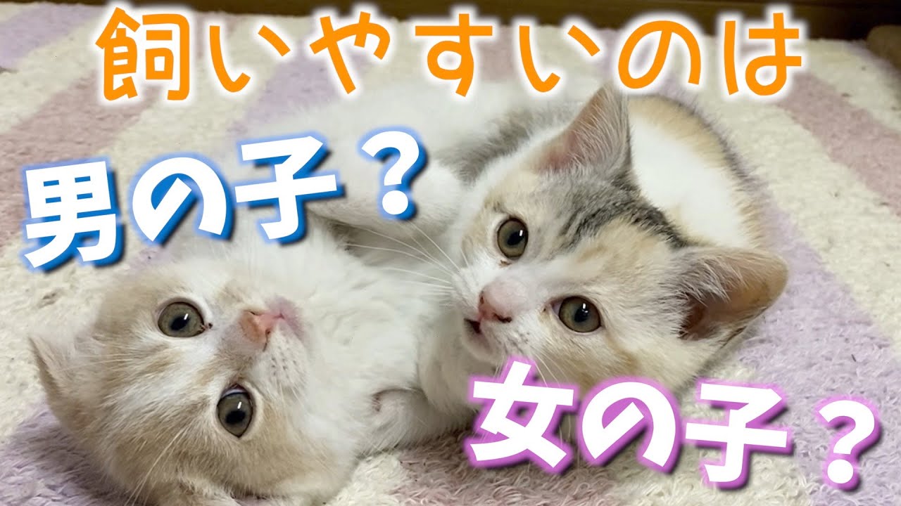 猫の性別で飼いやすさが決まる？オスとメスの性格・行動・体型の違いをブリーダーが話します