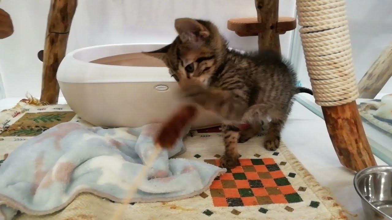 オシキャット 男の子 2022/11/26生まれ