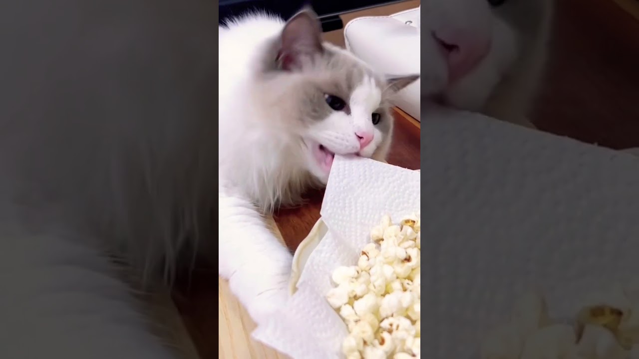 ポップコーンを狙う猫 #ラグドール #猫