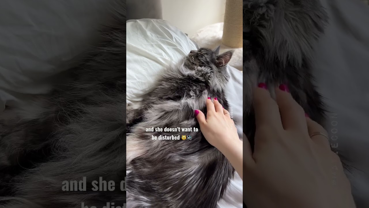 🔊Sleeping Sassy Fluffy Meow Beauty 😻 aka Maxie 🖤#mainecoon #cutecat #catsounds #meowing