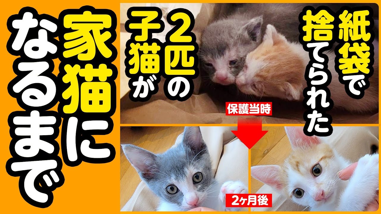 【感動】紙袋で捨てられた2匹の子猫が、優しい家族に出会うまでの2ヵ月間【子猫保護 まとめ】