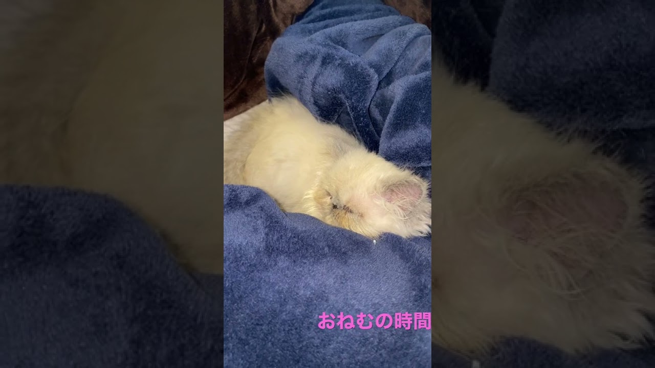 #ヒマラヤン#ペルシャ#shorts