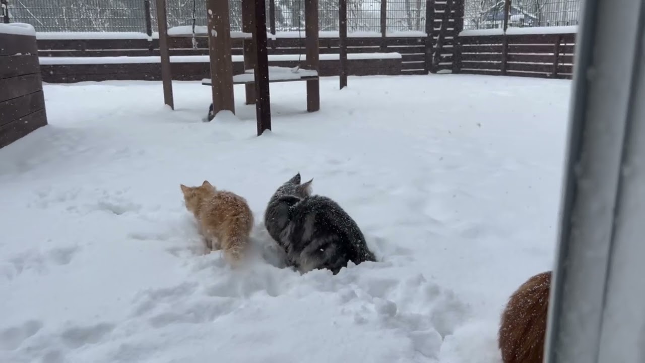 マイナス9度でも雪遊びするノルウェージャンフォレストキャットたち。
