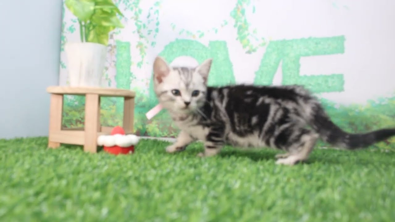 Coo&RIKU　No616227　アメリカンショートヘアー