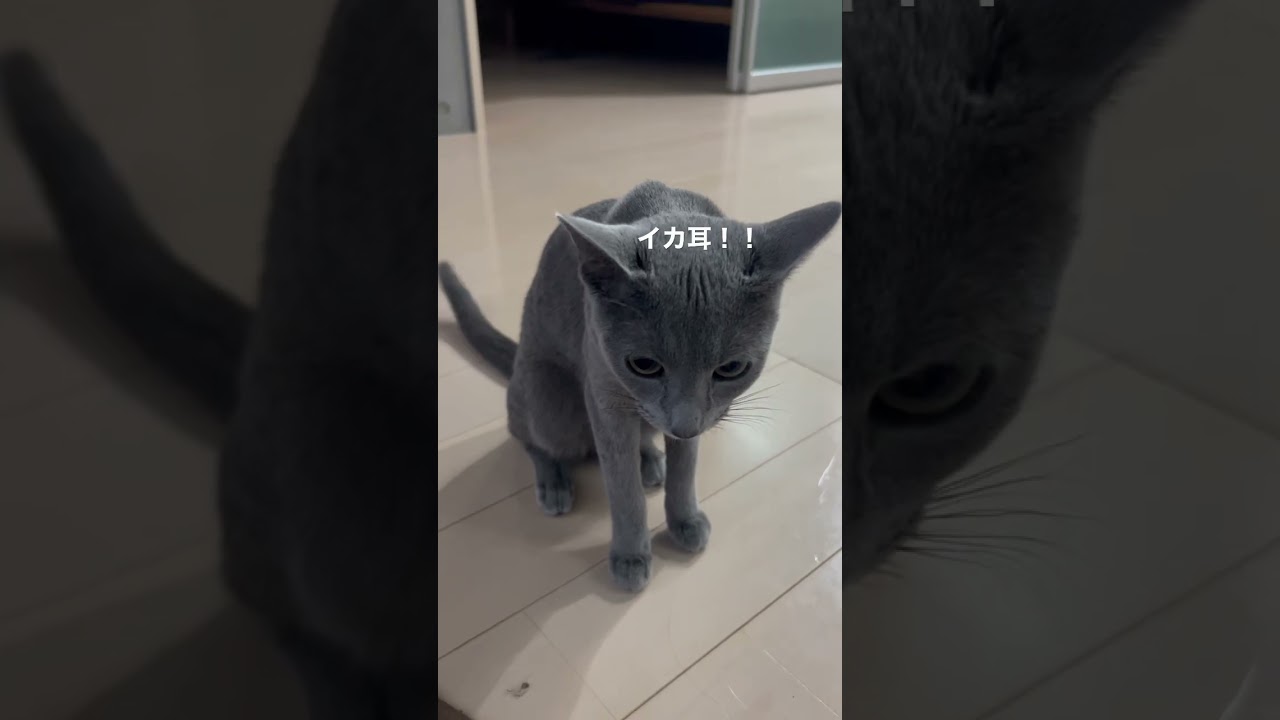 切ない声で遊びに誘ってくる猫　　#Shorts #ロシアンブルー　#ねこ　#ねこ動画　#cat #猫　#Russianblue