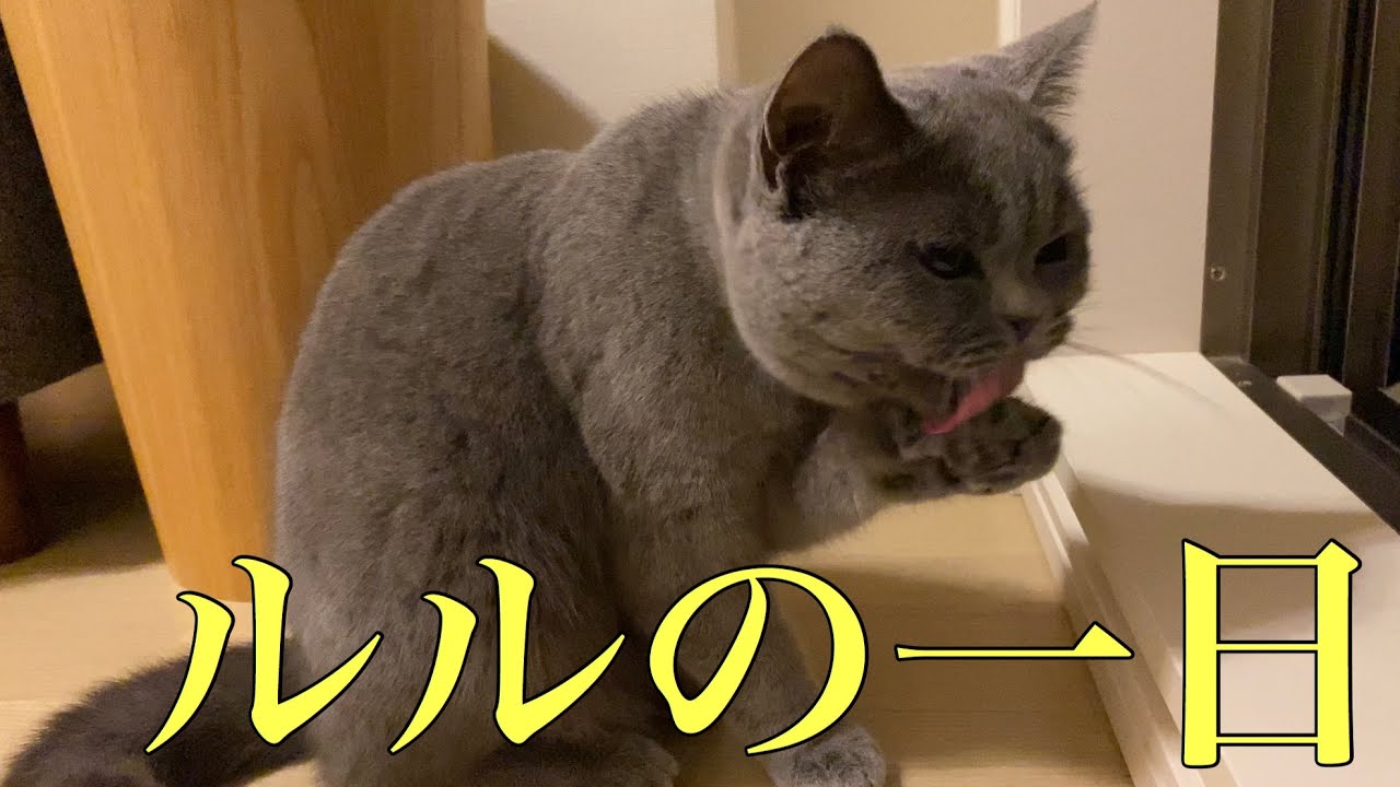 ルルの一日「休日編②」【ブリティッシュショートヘア】
