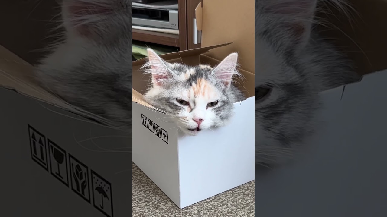段ボールで寝落ちする子猫#shorts