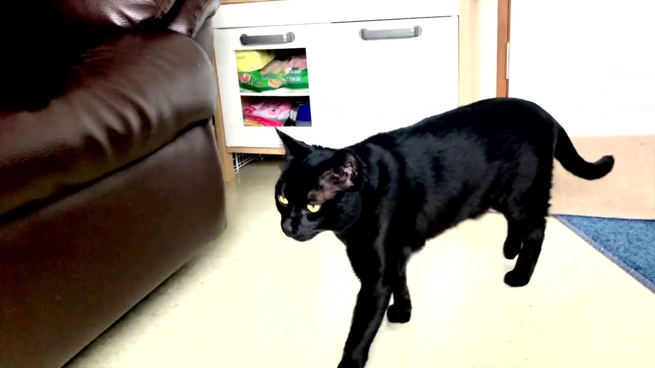 Our black bengal kitty Ender 2! 黒ベンガル猫・エンダー2！