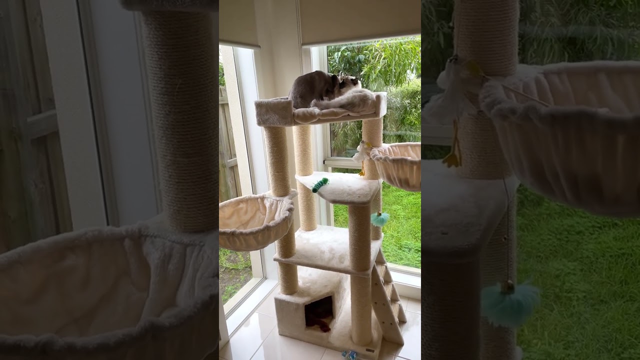 This cat cleaning station ends up in fight 😹. Do your cats end up in a brawl after cleaning time? 😸