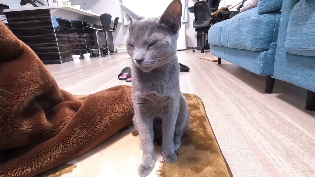 眠い表情をここまで見せる猫って他にいるのか...