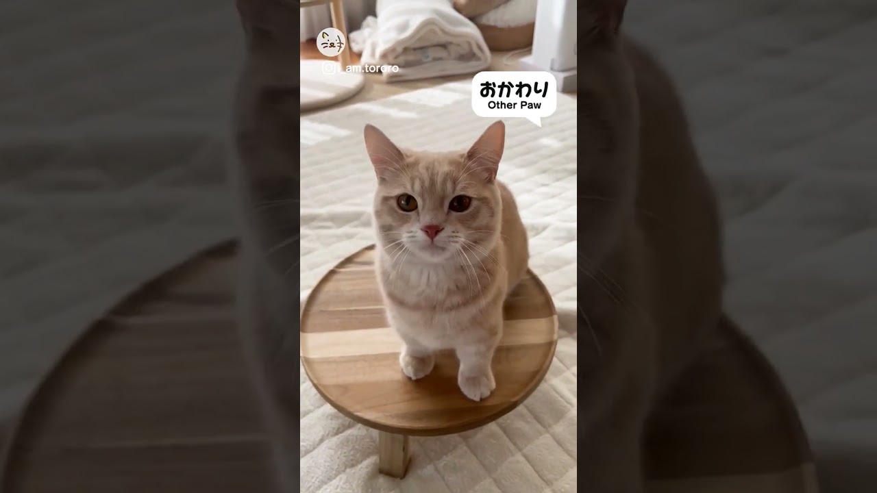 凄いでしょ？お手とおかわりをするマンチカン子猫ちゃん！Paw🐈 #猫王国 #マンチカン #cat
