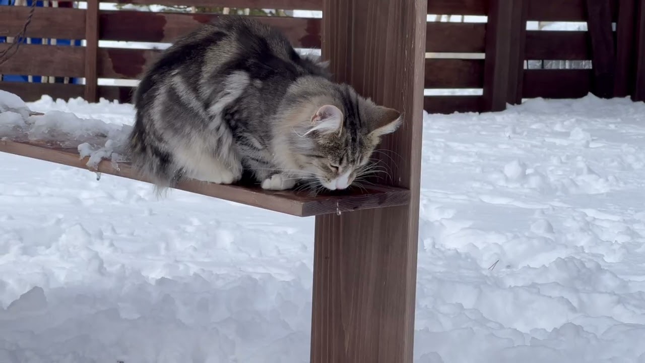 雪遊びするノルウェージャンフォレストキャットたち。