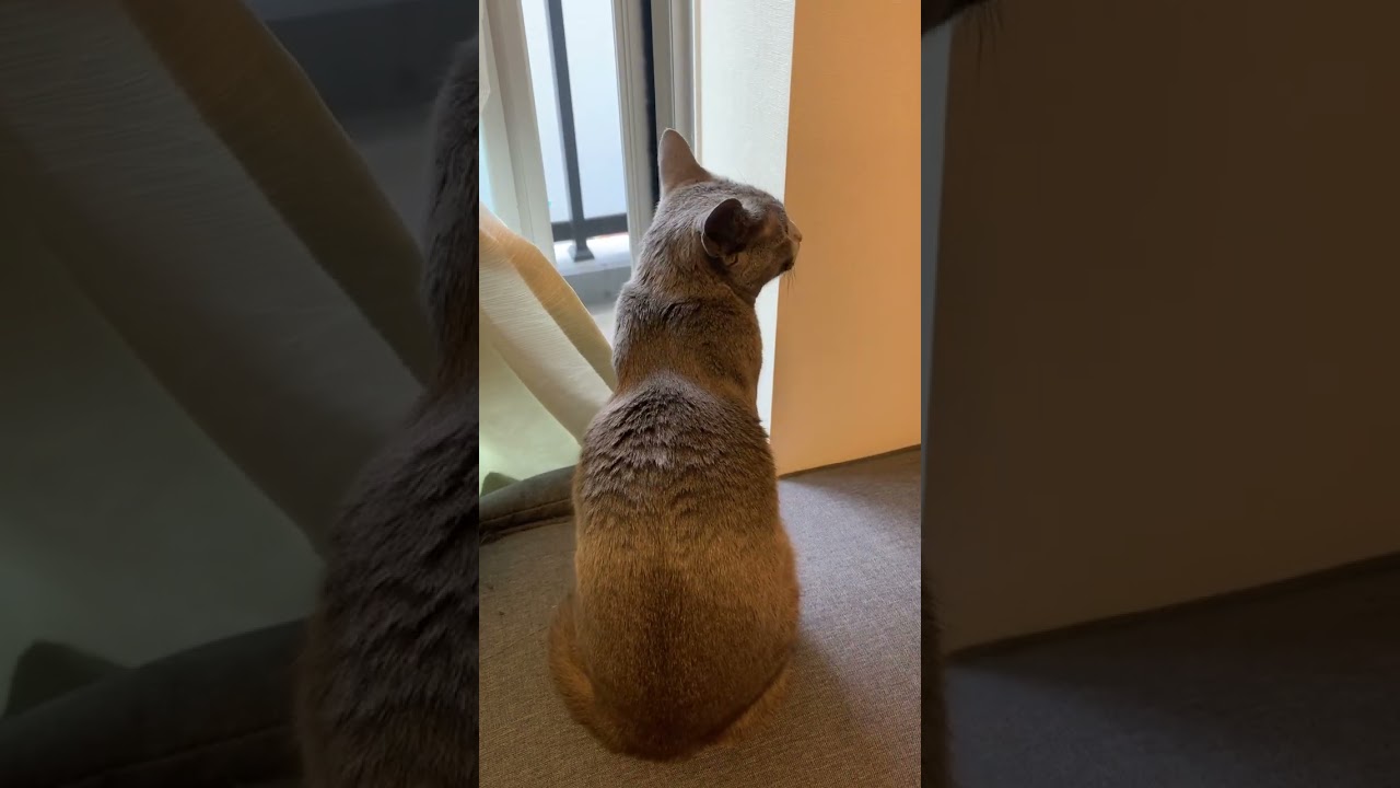 鳥の声が聞こえると窓辺で待機します #shorts