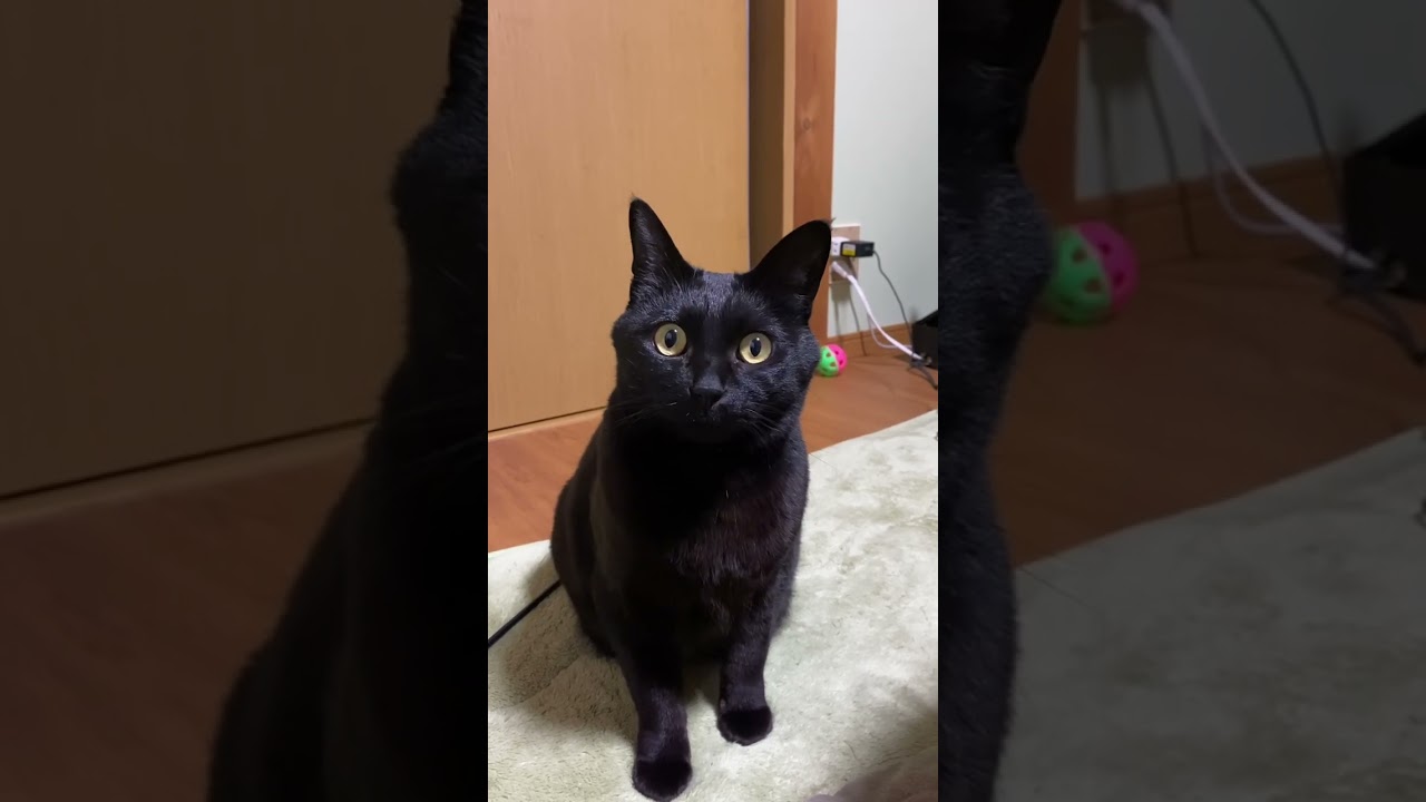 #Shorts　ビクビクするびっくり顔の黒猫　№421　cat videos