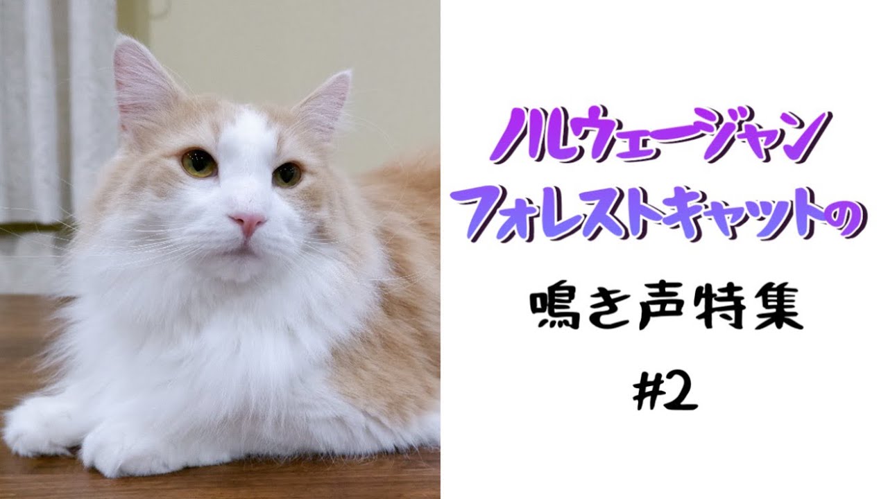 【猫の鳴き声】ノルウェージャンフォレストキャットの鳴き声特集#2