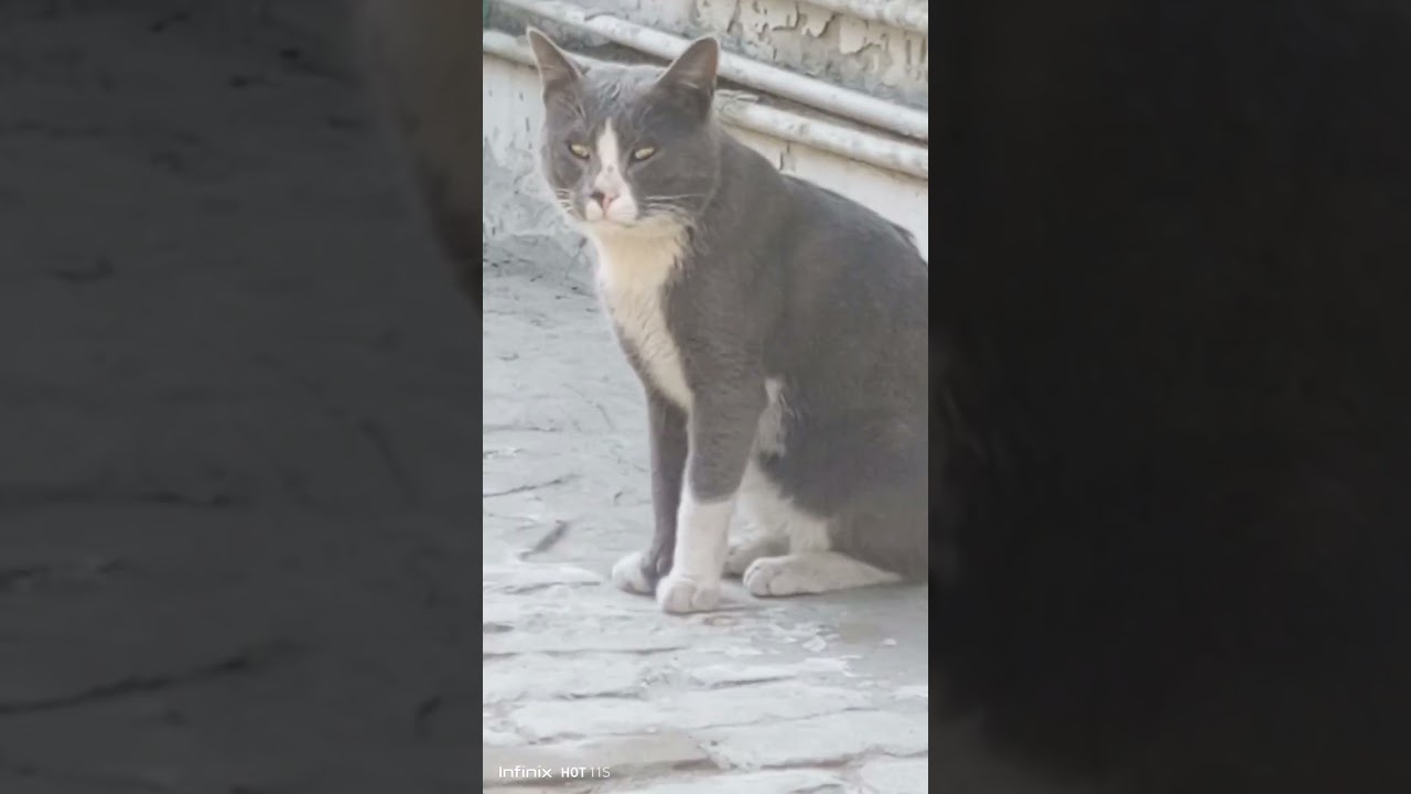 Russian Blue Cat #short #ytshorts