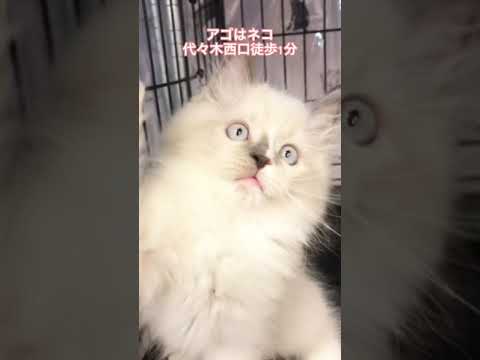 ママヒマラヤン＆パパラグドール😸　通常販売子猫ちゃん　アゴはネコ