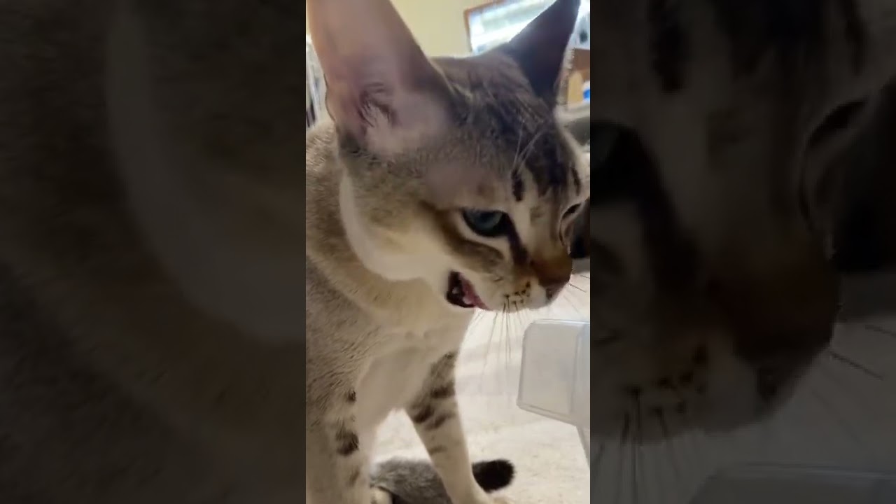 【シンガプーラ】あくびが可愛い#cat #ねこ #singapura #animal #世界一小さい #シンガプーラ #あくび