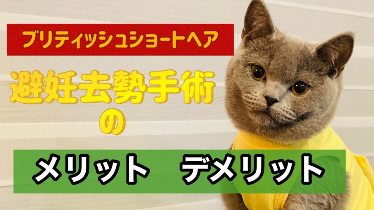 【ブリティッシュショートヘア】猫の避妊手術する？しない？【困ること】＃ブリティッシュショートヘア　#避妊手術　#去勢手術