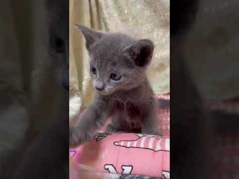 ロシアンブルー 元気いっぱい✨ 可愛さ満点🌸