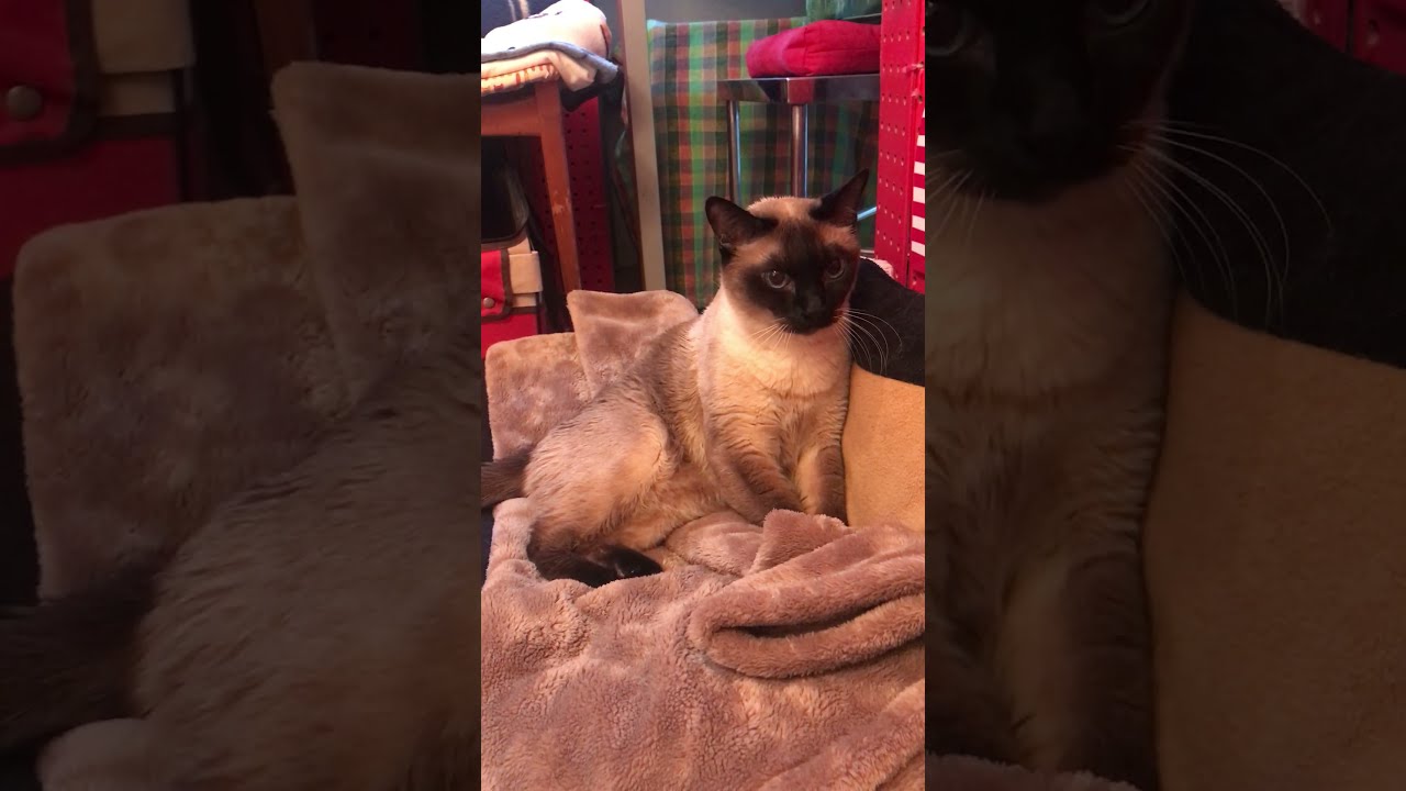 ナナメ座りで フミフミするたぬき猫なのにゃ♪