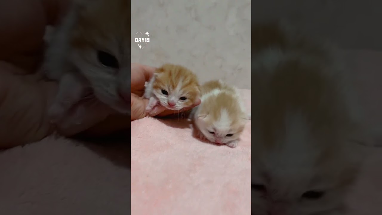 【今日もふ】マンチカン子猫さん♡DAY10【2023年1月19日】