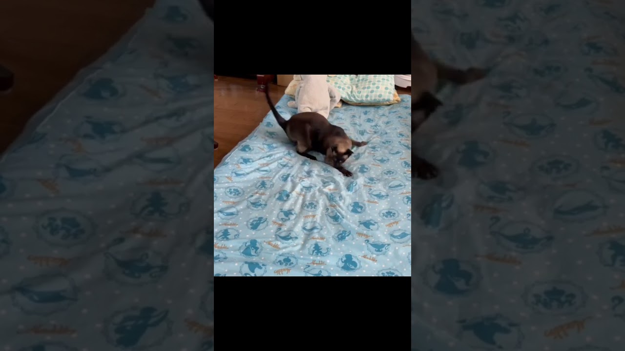 #shorts 【シャム猫】久々に大興奮！