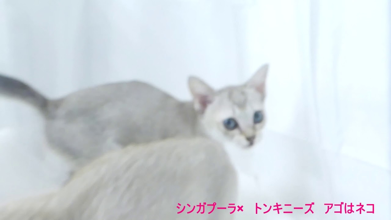 父シンガプーラ×母トンキニーズ　アゴはネコ