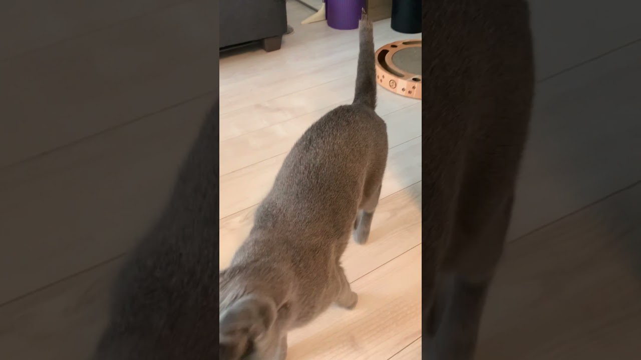遊びをやめて駆け寄ってくる猫【ロシアンブルー】 #Shorts