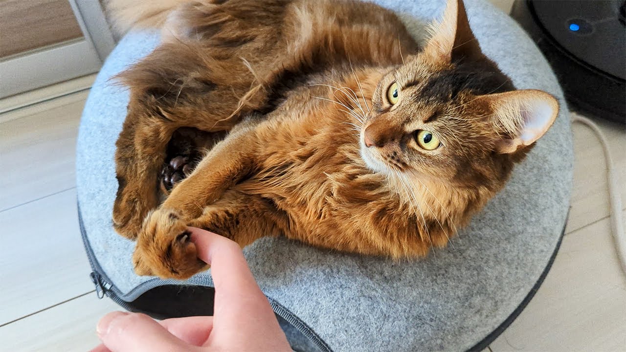 【362日目】握手 #ソマリ #cat