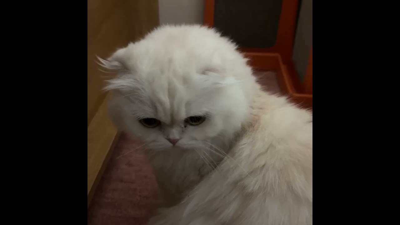 子猫は姉猫を怒らせる常習犯です#shorts