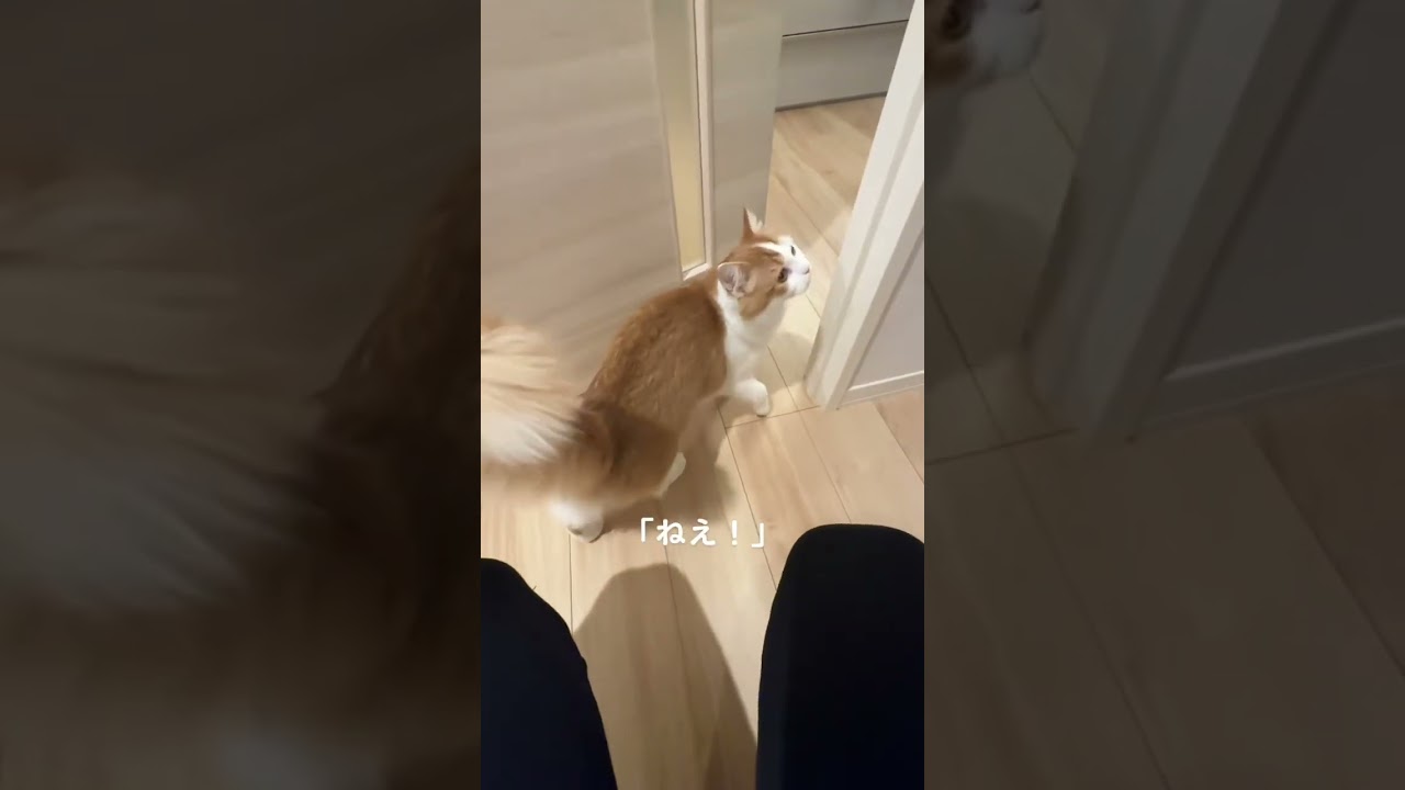 猫に意地悪したら怒られました…#マンチカン #子猫