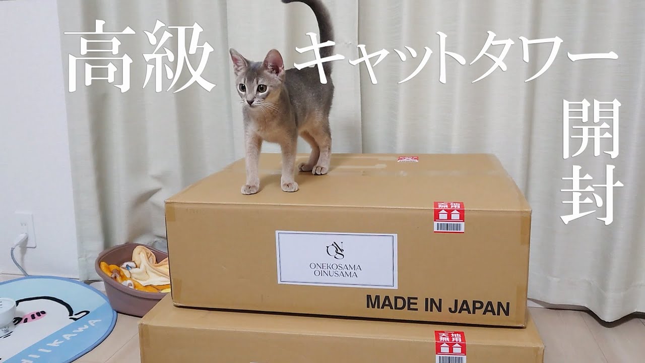 おしゃれな木製キャットタワーと子猫【おねこさま / ONEKOSAMA】