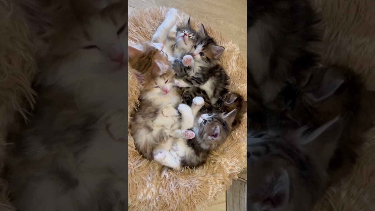 赤ちゃん猫たち、ネムネム… #ノルウェージャンフォレストキャット #子猫 #rien_kitten