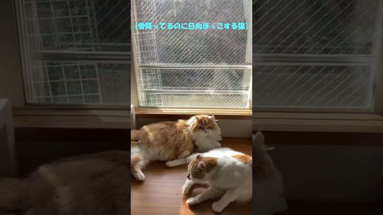 雪降ってるのに日向ぼっこする猫 #shorts  #猫 #アメリカンカール #cat