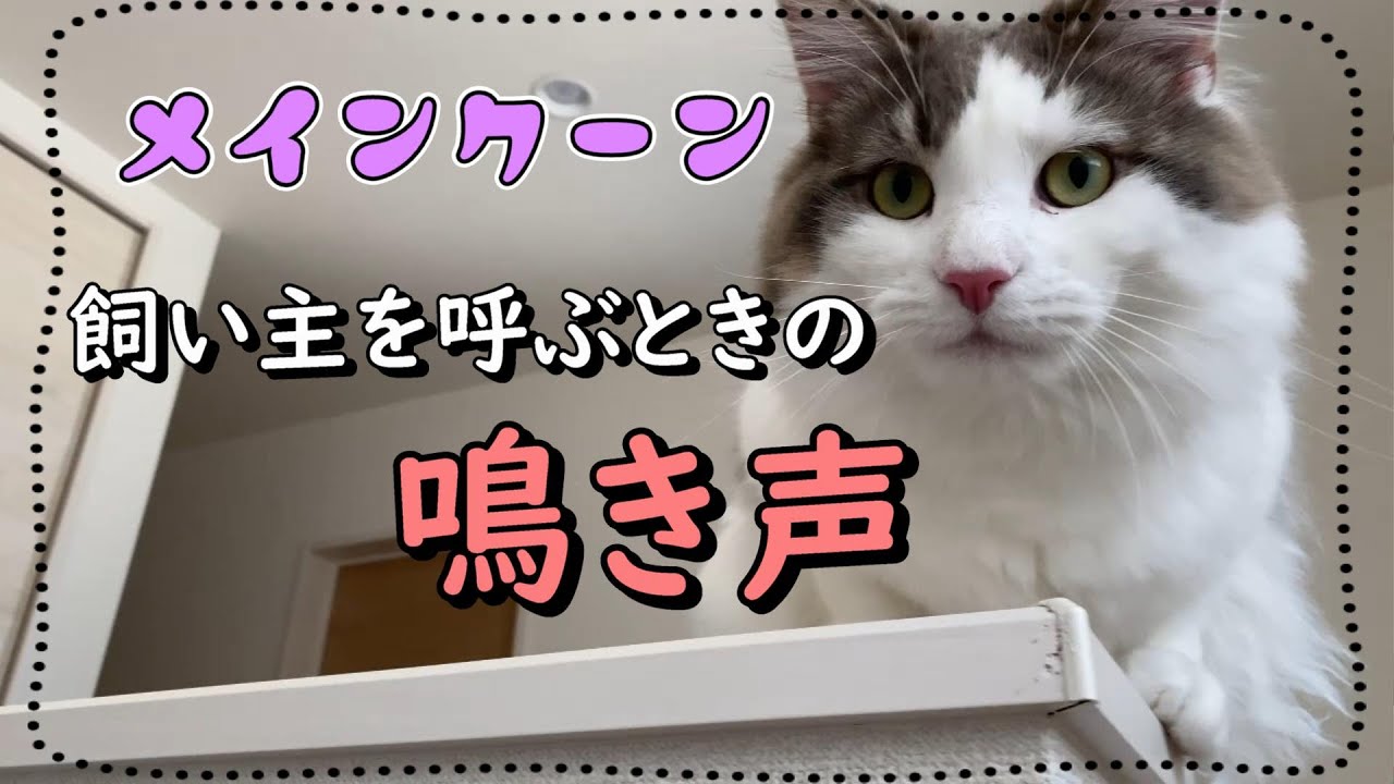切ない鳴き声で飼い主を呼ぶ猫【メインクーン】