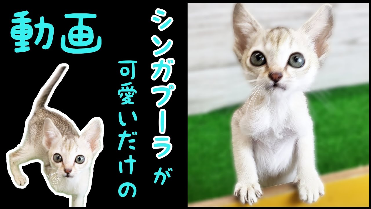シンガプーラ・子猫【Mitten府中店】