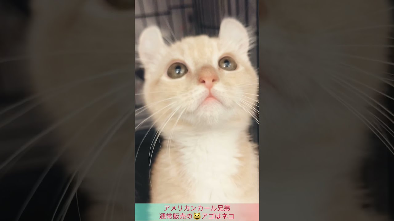 アメリカンカール兄弟😸😸　　通常販売の子猫ちゃん　アゴはネコ
