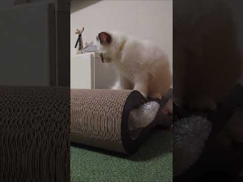 ぷちぷちと格闘する子猫【バーマン】#Shorts