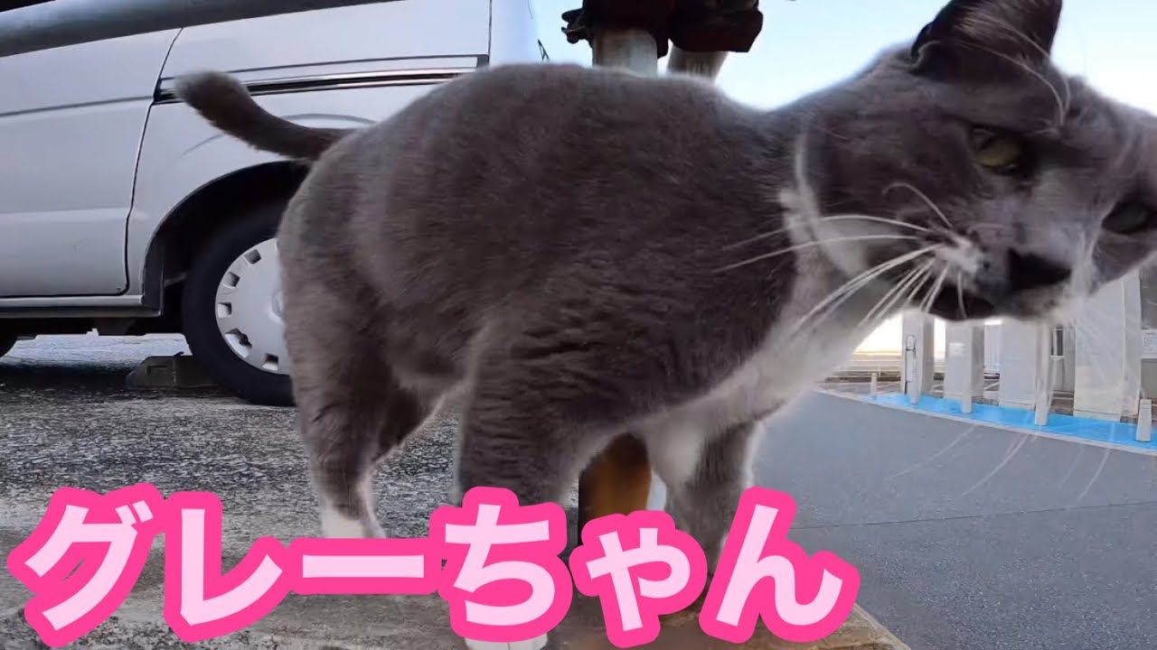 港のダンディ猫 グレーちゃん‼️毛並みもツヤツヤ輝いてます Japanese cats
