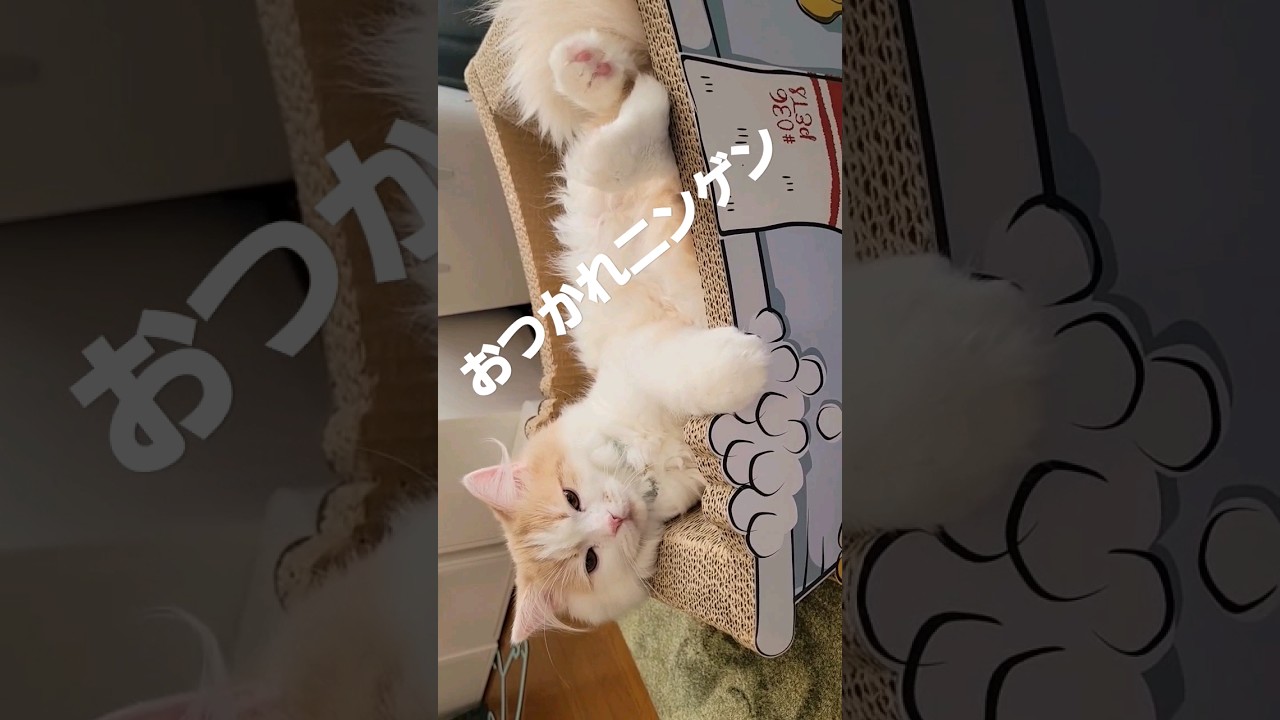 【子猫】おでが見てるにゃ#ラガマフィン #猫 #shorts