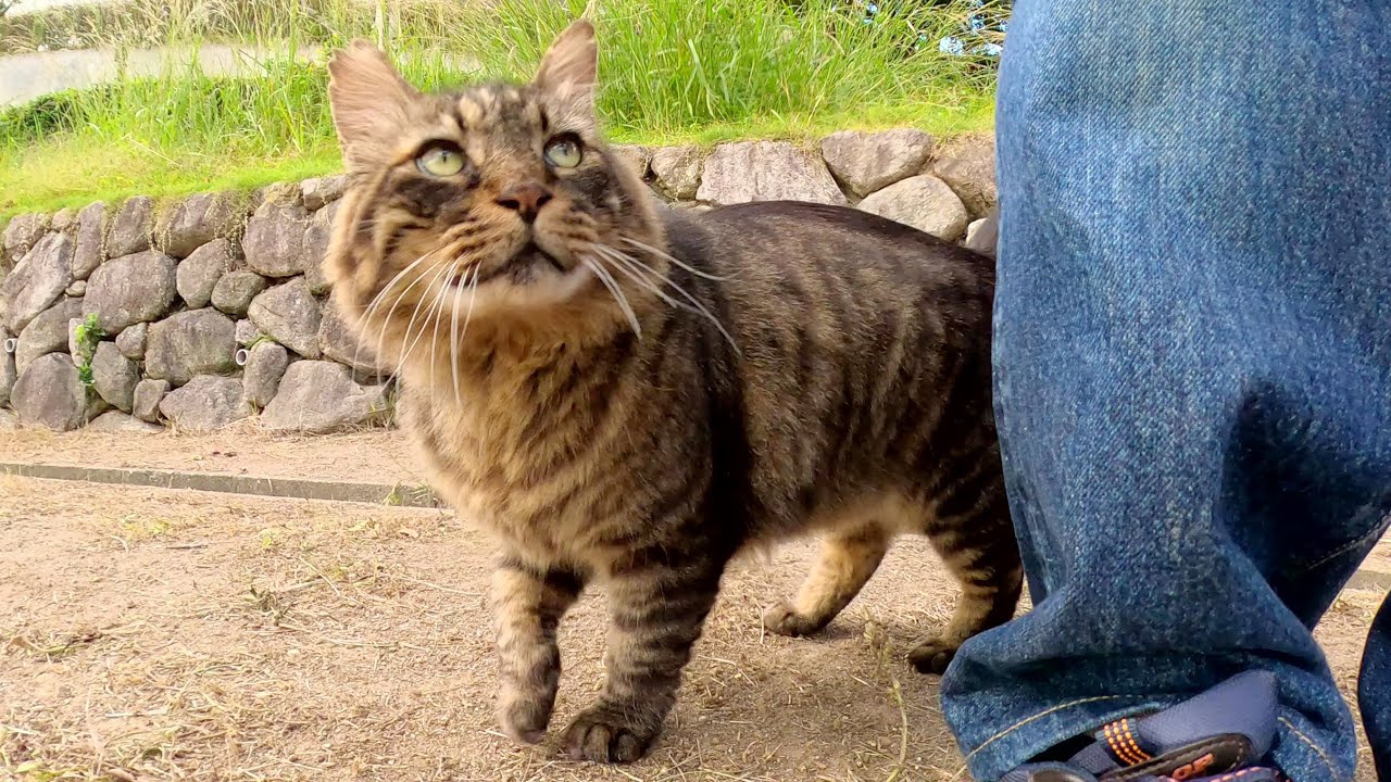 メインクーンのような巨大な猫が坂道を下ってモフられにきた