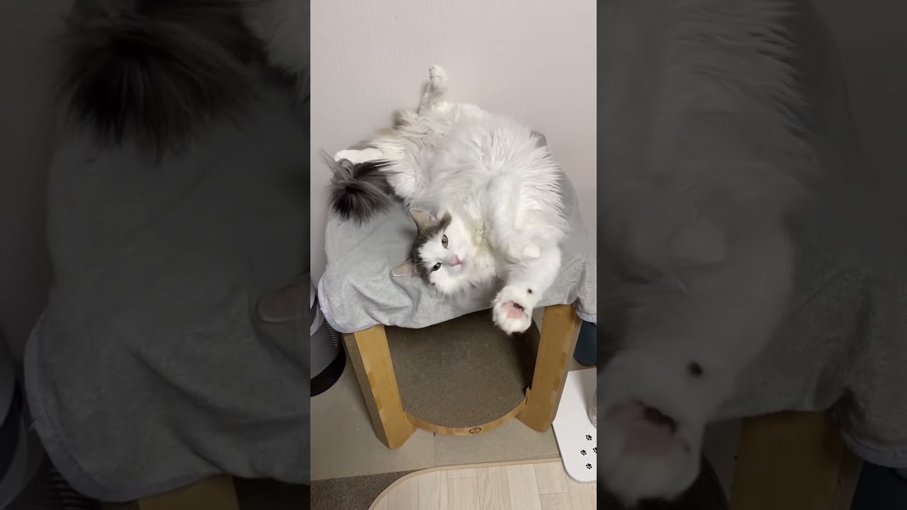 落ちない猫　#shorts  #ノルウェージャンフォレストキャット  #ねこ動画  #猫壱
