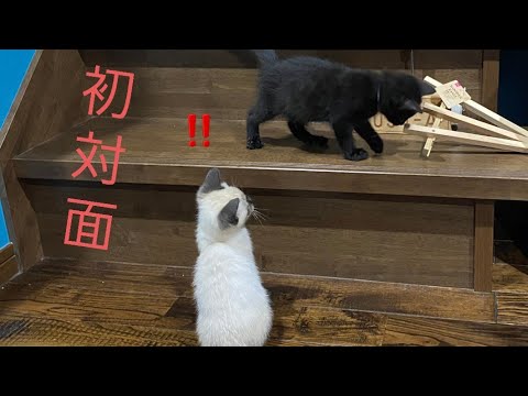 【初対面】シャム猫と黒猫