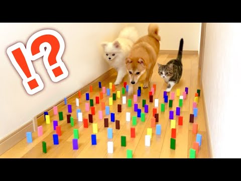 【検証】犬と子猫はドミノを倒さずに通過できる？🔥 (#たまご犬猫)初めての障害物競走に挑戦✨domino obstacle course