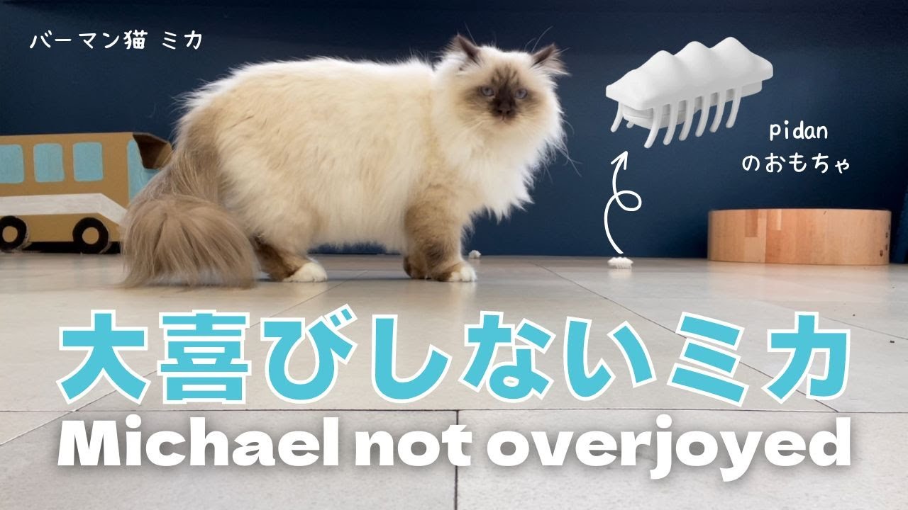 バーマン猫ミカ【大喜びしないミカ】Michael not overjoyed（バーマン猫）Birman/Cat