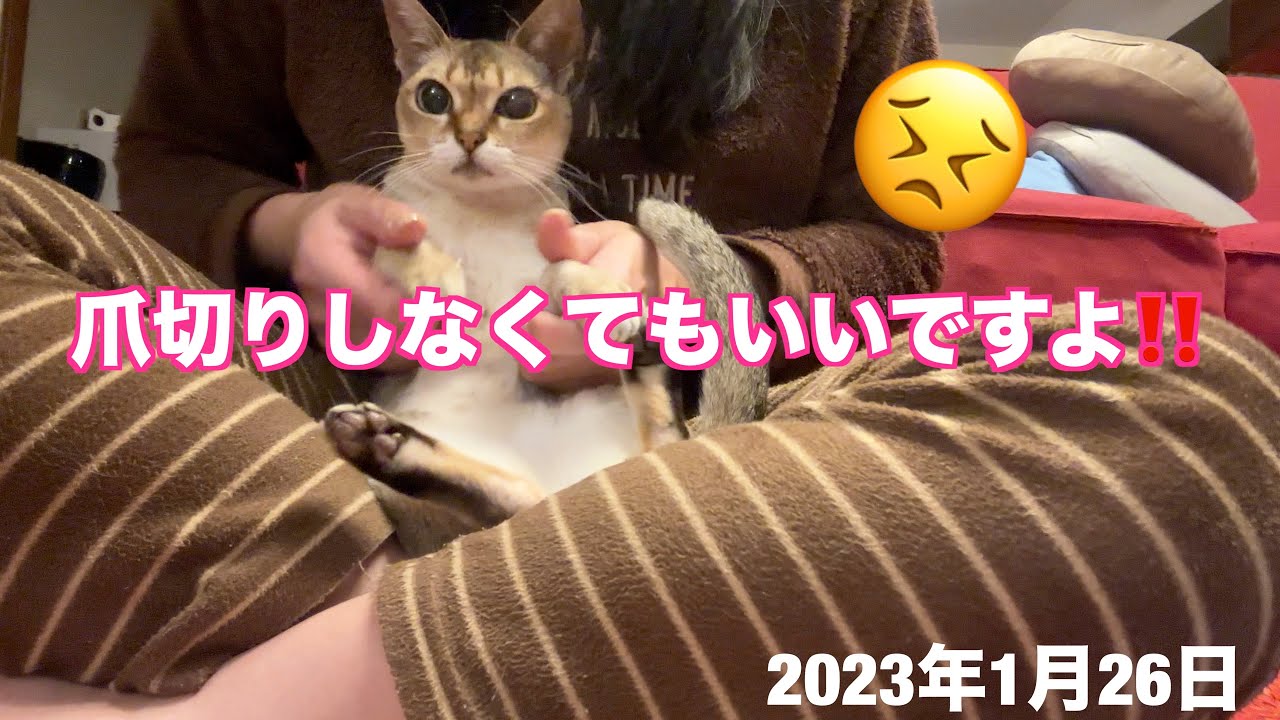 爪切りも大嫌い❗️シンガプーラ「もも」：2023.01.26