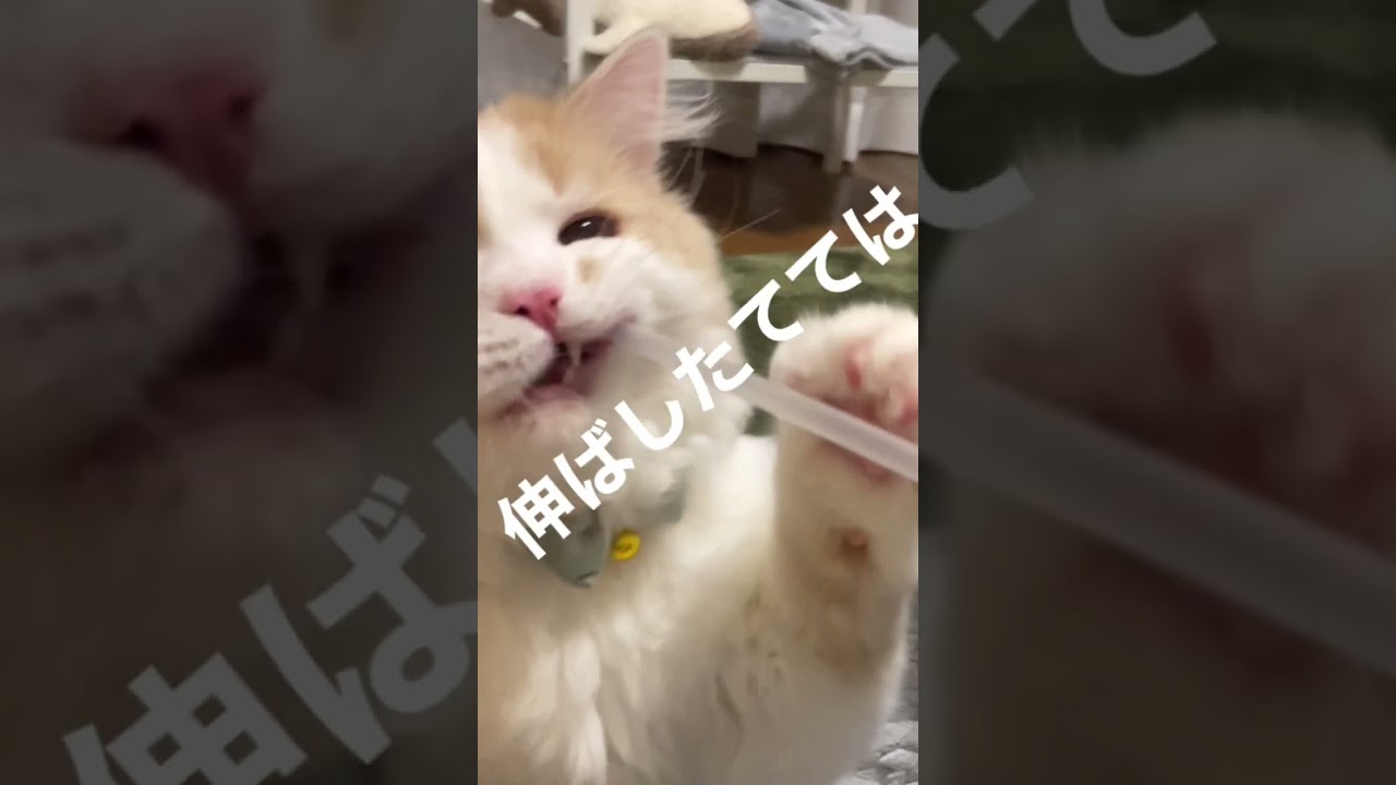 【子猫】満面の笑顔#ラガマフィン #shorts