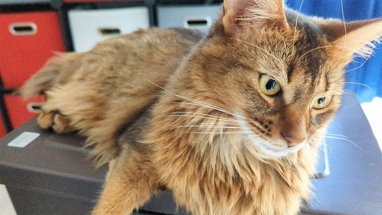 【343日目】カレンちゃん… #ソマリ #cat